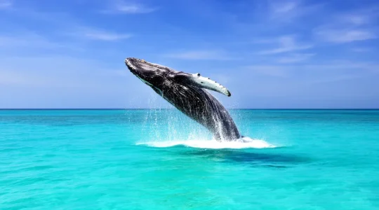 Baleine à bosse sautant hors de l'eau au large de La Réunion avec un bateau d'observation respectueux à distance