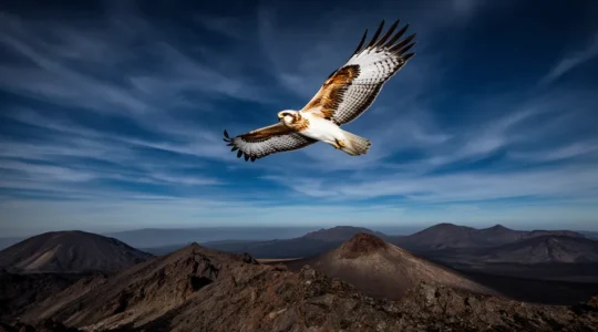 Papangue en vol planant au-dessus des reliefs volcaniques de La Réunion