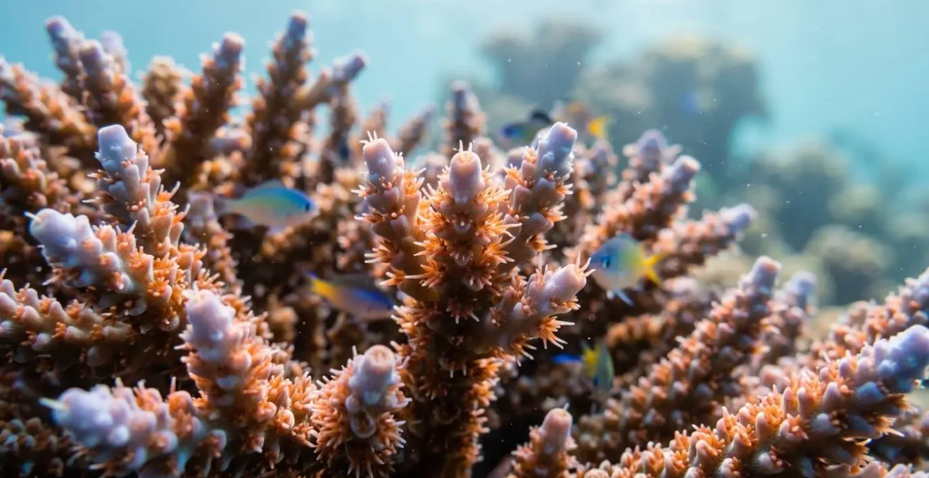 Vue aérienne de la barrière de corail protégeant naturellement le lagon