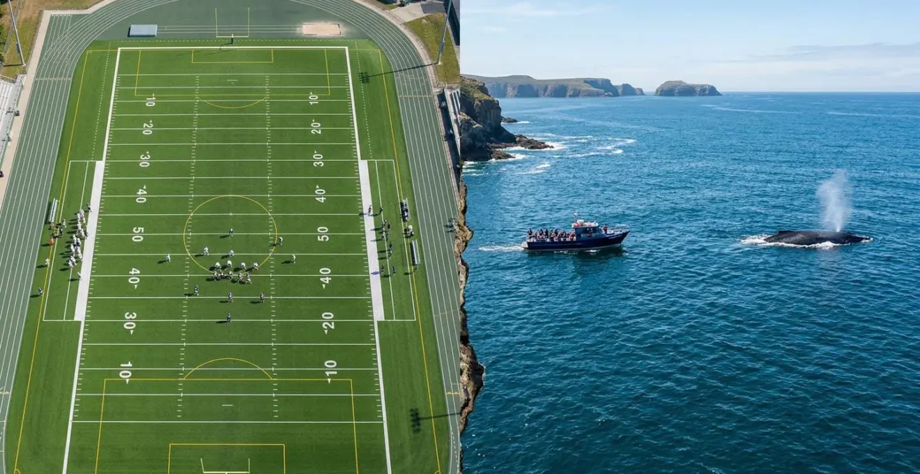 Comparaison visuelle montrant un terrain de football pour illustrer la distance de 100 mètres à respecter avec une baleine.